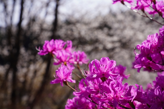 番外編_奈良_佛隆寺の千年桜　No20