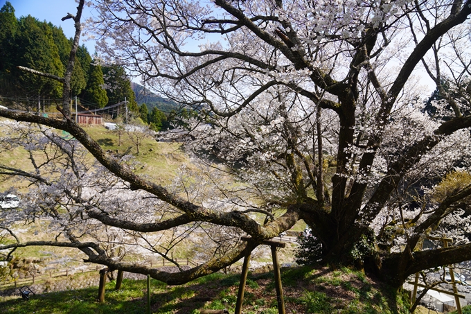 番外編_奈良_佛隆寺の千年桜　No22