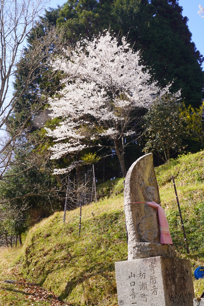 番外編_奈良_佛隆寺の千年桜　No24