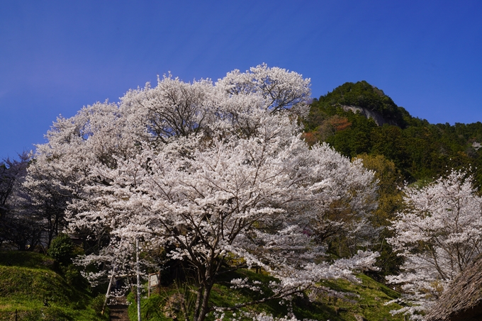 番外編_奈良_佛隆寺の千年桜　No25