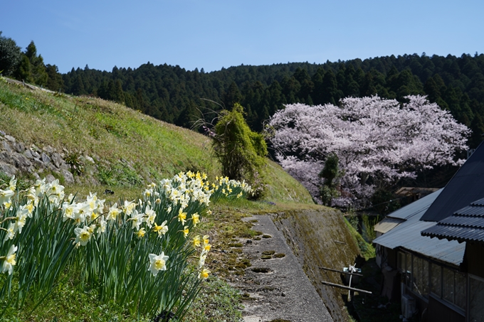 番外編_奈良_諸木野の桜　No20