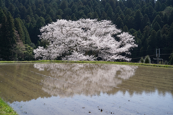 番外編_奈良_諸木野の桜　No22