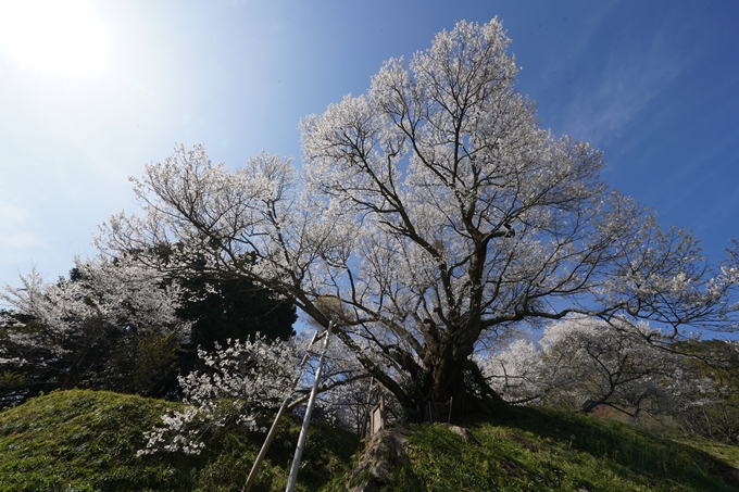 番外編_奈良_佛隆寺の千年桜　No26