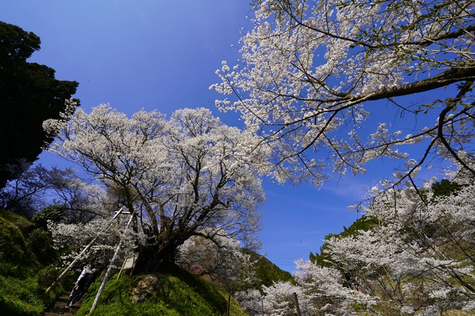 番外編_奈良_佛隆寺の千年桜　No27