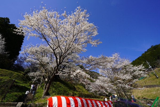 番外編_奈良_佛隆寺の千年桜　No28