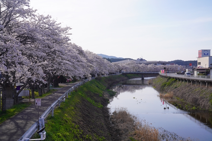 番外編_奈良_芳野川の水分桜　No2