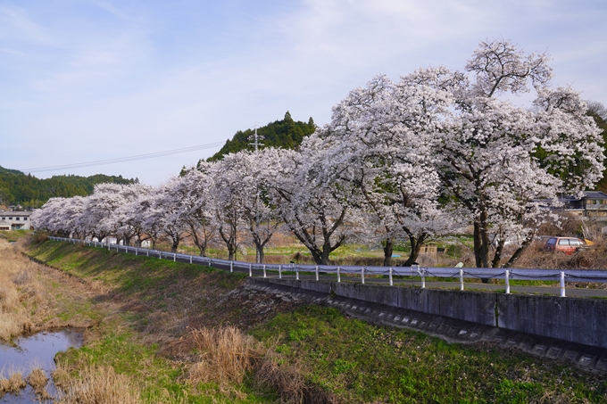 番外編_奈良_芳野川の水分桜　No4