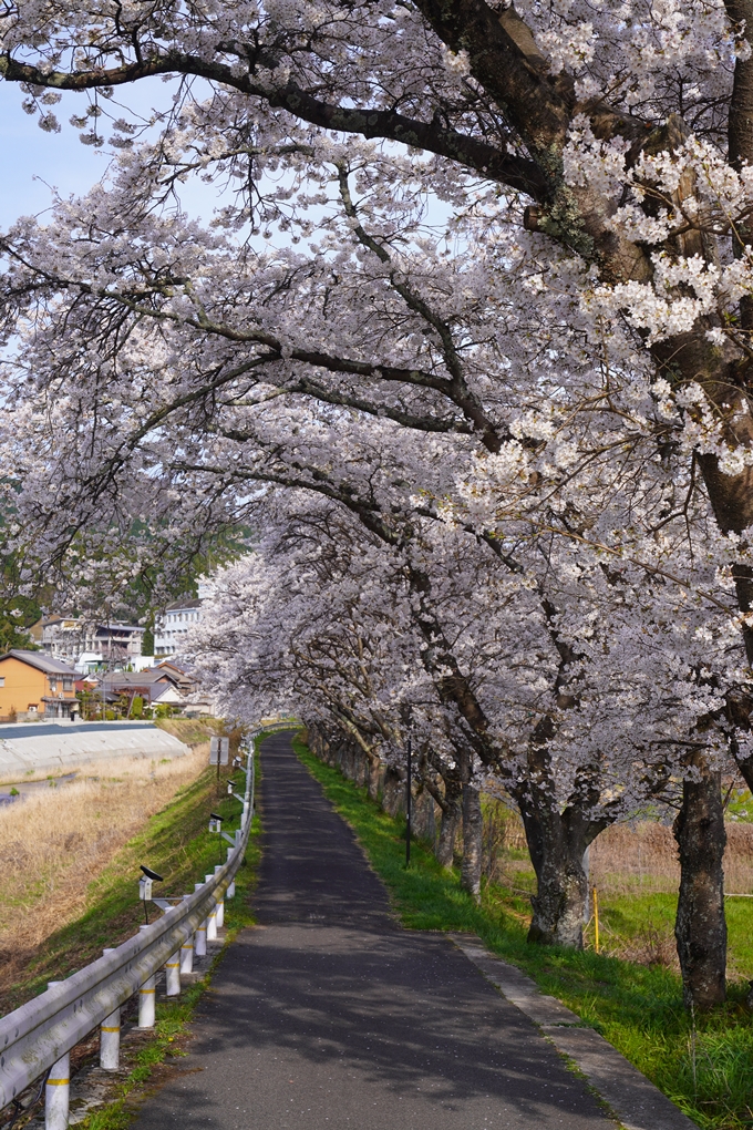 番外編_奈良_芳野川の水分桜　No5