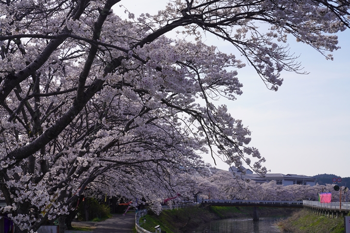 番外編_奈良_芳野川の水分桜　No6