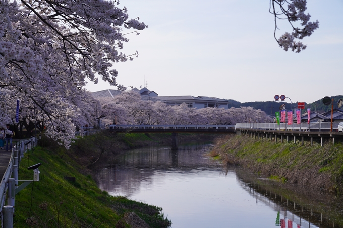 番外編_奈良_芳野川の水分桜　No7