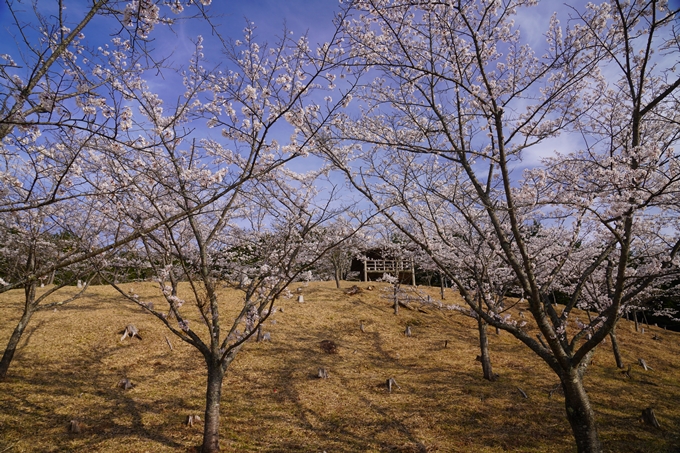 番外編_奈良_内牧区民の森_桜　No3