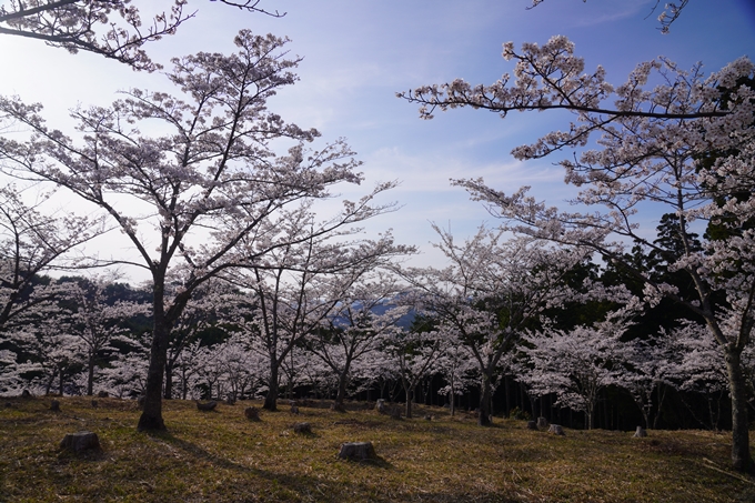 番外編_奈良_内牧区民の森_桜　No4