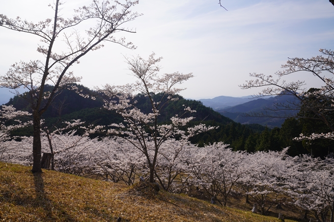 番外編_奈良_内牧区民の森_桜　No5