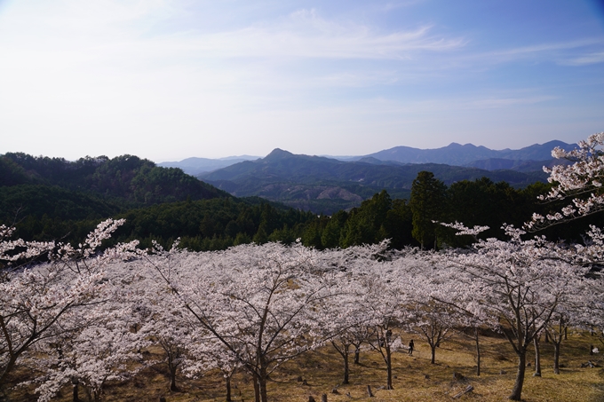 番外編_奈良_内牧区民の森_桜　No8