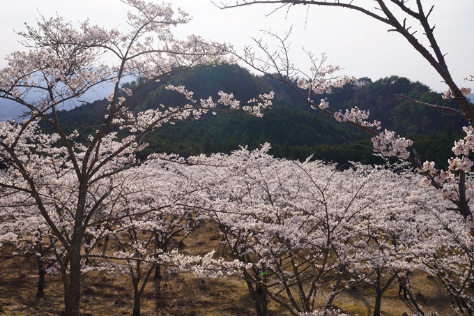 番外編_奈良_内牧区民の森_桜　No9