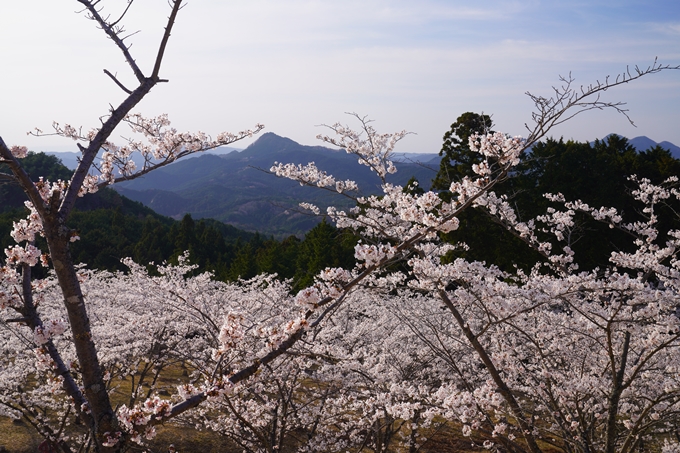 番外編_奈良_内牧区民の森_桜　No10