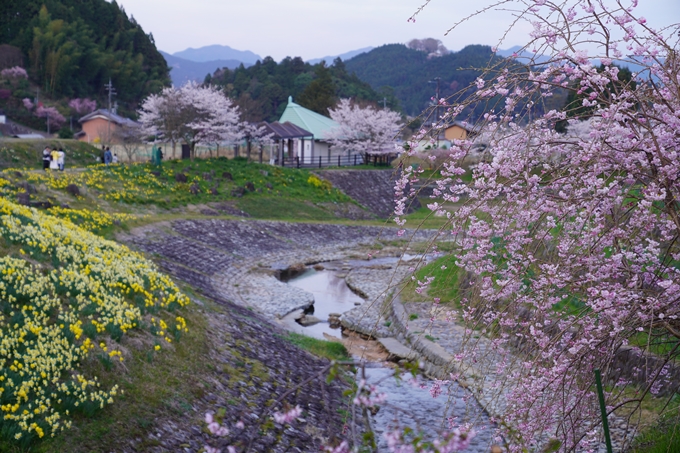 番外編_奈良_又兵衛桜　No2