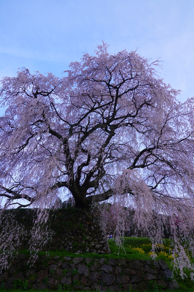 番外編_奈良_又兵衛桜　No5