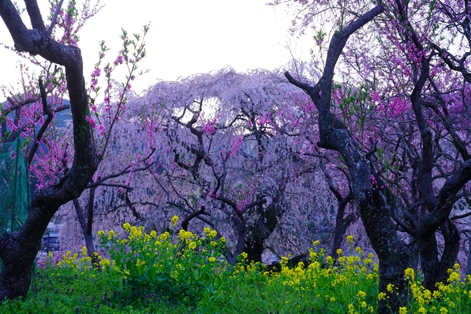 番外編_奈良_又兵衛桜　No7