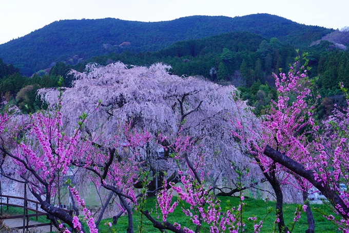 番外編_奈良_又兵衛桜　No8