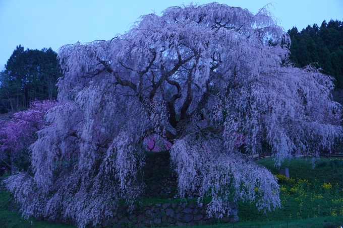 番外編_奈良_又兵衛桜　No13