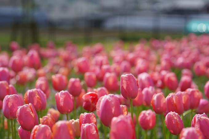 馬見丘陵公園_チューリップ　No6