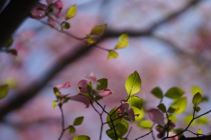 馬見丘陵公園_チューリップ　No16