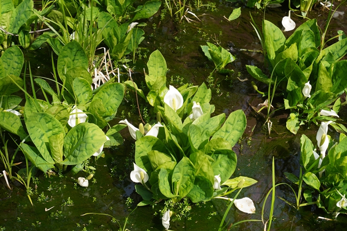 石川_貴廟_水芭蕉　No10