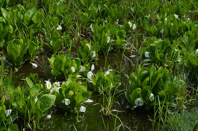 石川_貴廟_水芭蕉　No11