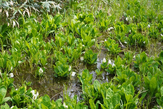 石川_貴廟_水芭蕉　No13