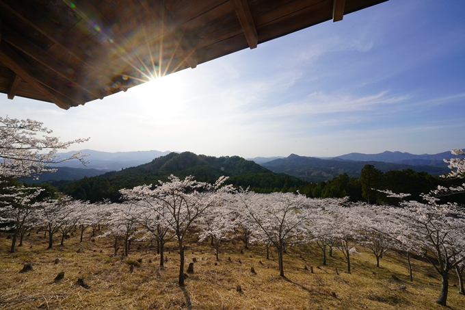 番外編_奈良_内牧区民の森_桜　No7