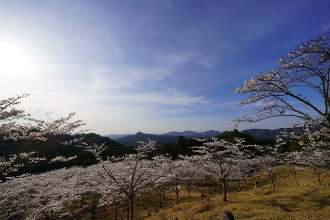 番外編_奈良_内牧区民の森_桜　No11