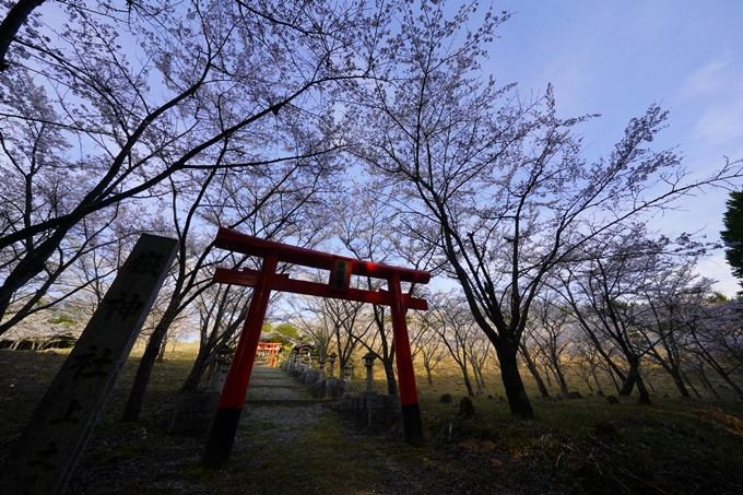 番外編_奈良_内牧区民の森_桜　No15