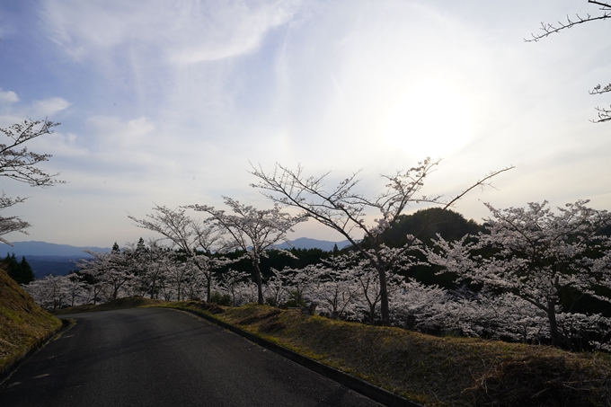 番外編_奈良_内牧区民の森_桜　No17