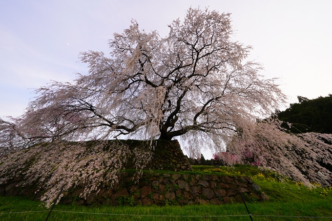 番外編_奈良_又兵衛桜　No11