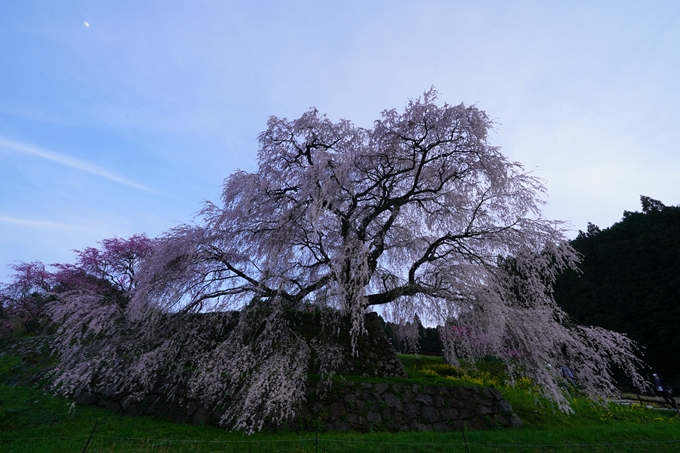 番外編_奈良_又兵衛桜　No12