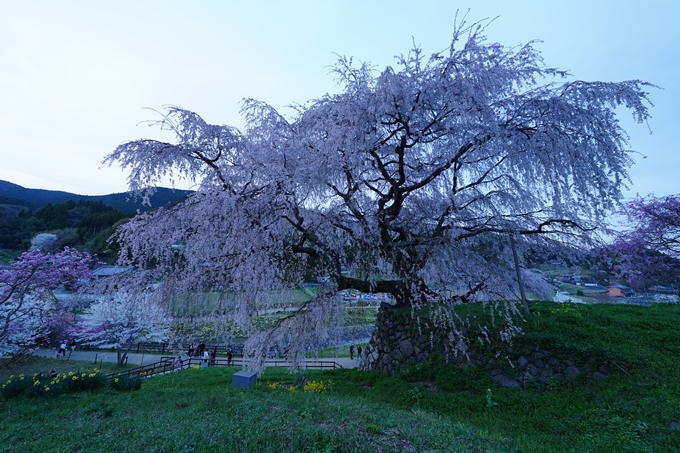 番外編_奈良_又兵衛桜　No10