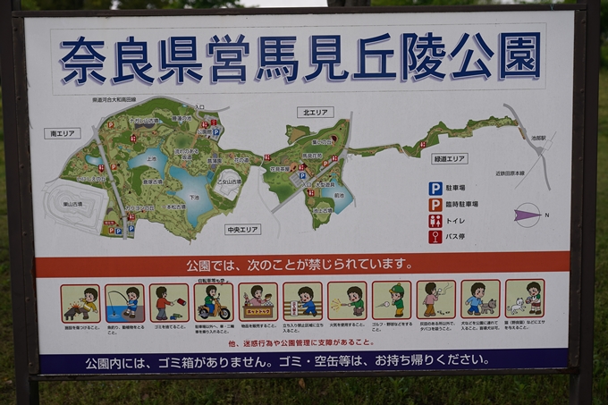 馬見丘陵公園_チューリップ　No1