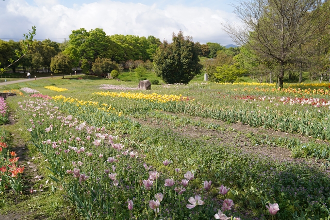 馬見丘陵公園_チューリップ　No4