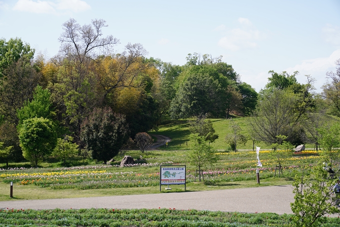 馬見丘陵公園_チューリップ　No3