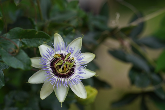 植物園_2023-06　No4