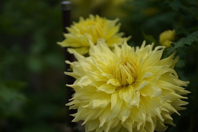 植物園_2023-06　No6