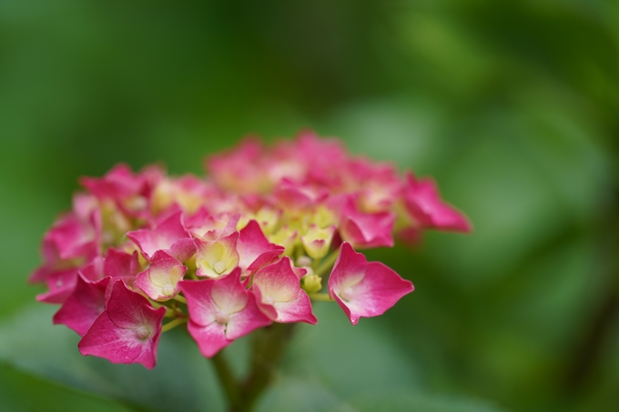 植物園_2023-06　No8