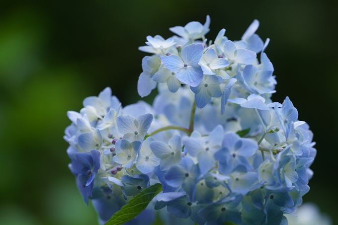 植物園_2023-06　No9