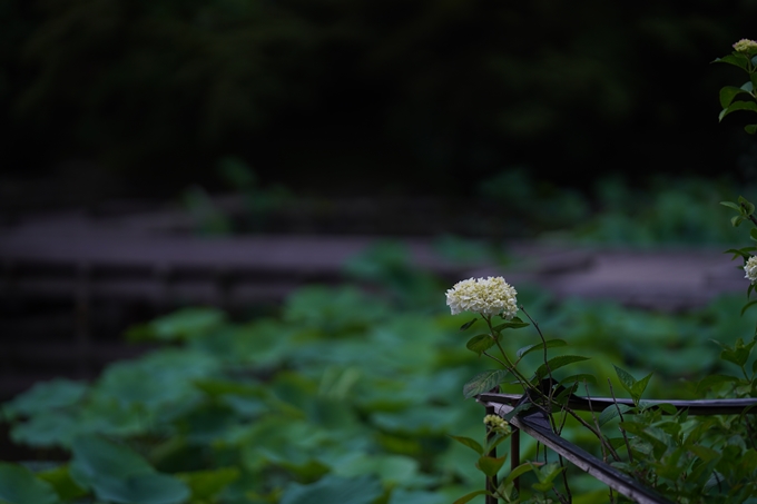 植物園_2023-06　No10