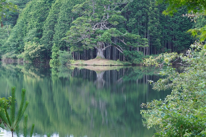 岩尾池の一本杉　No6