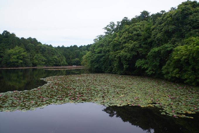 弁天池の沈み鳥居　No2