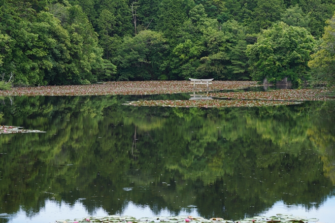 弁天池の沈み鳥居　No5