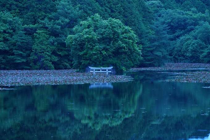 弁天池の沈み鳥居　No8