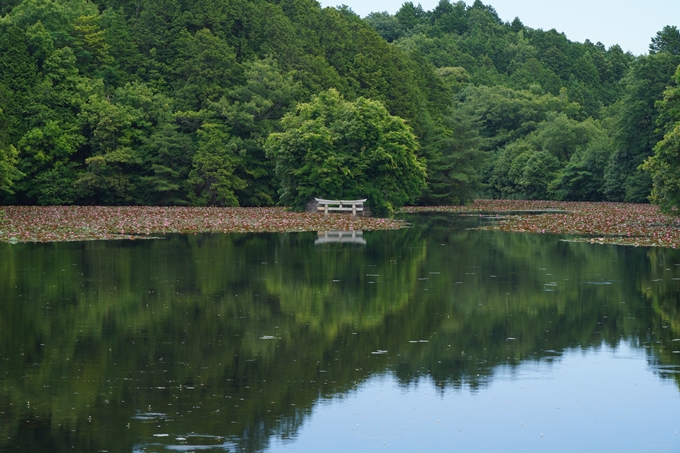 弁天池の沈み鳥居　No6